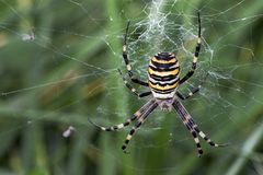 Wespenspinne (Argiope bruennichi)