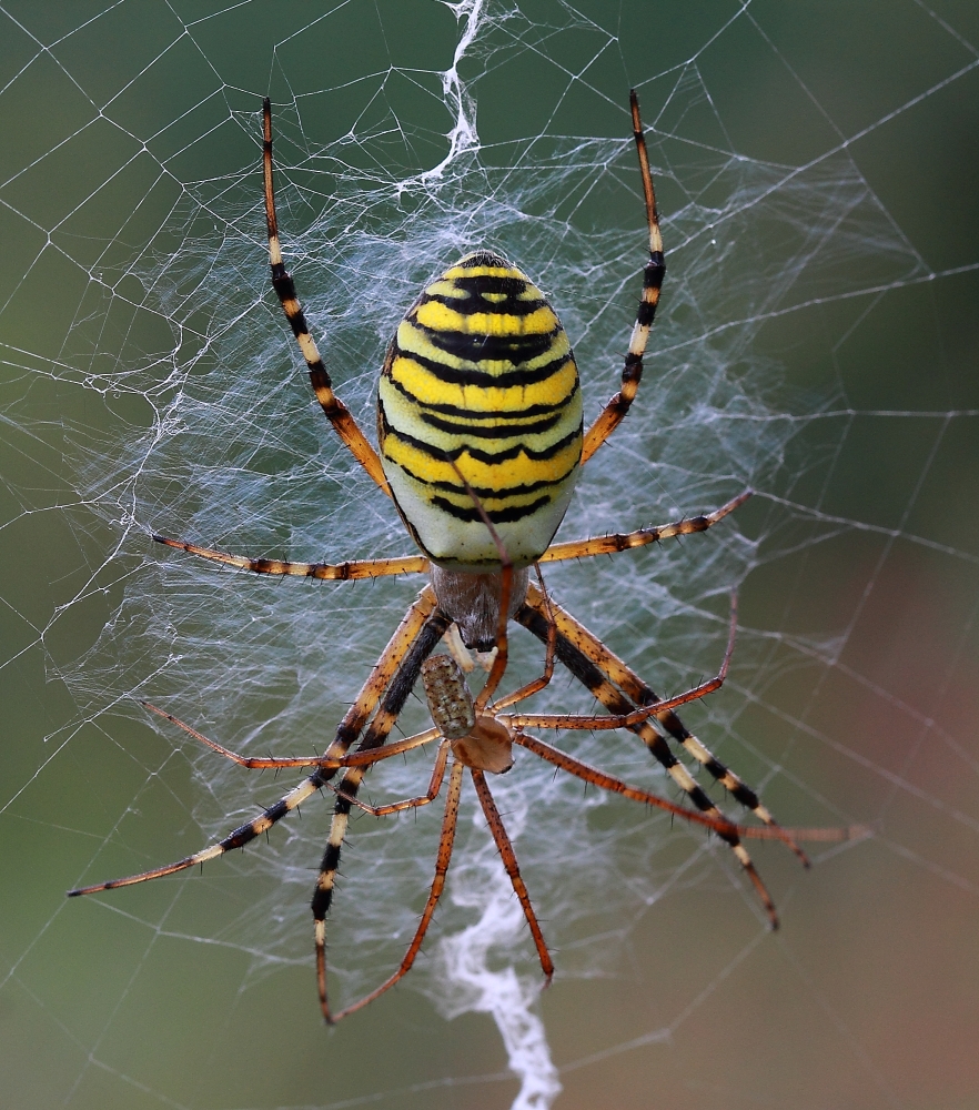 Wespenspinne (Argiope bruennichi)