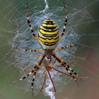 Wespenspinne (Argiope bruennichi)