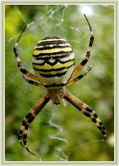 Wespenspinne-Argiope bruennichi