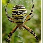 Wespenspinne-Argiope bruennichi