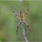 Wespenspinne (Argiope bruennichi).......