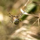 Wespenspinne (Argiope bruennichi)