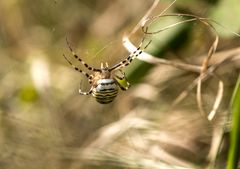 Wespenspinne (Argiope bruennichi)