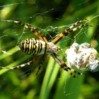 Wespenspinne- Argiope bruennichi