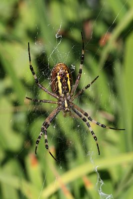 Wespenspinne (Argiope bruennichi)