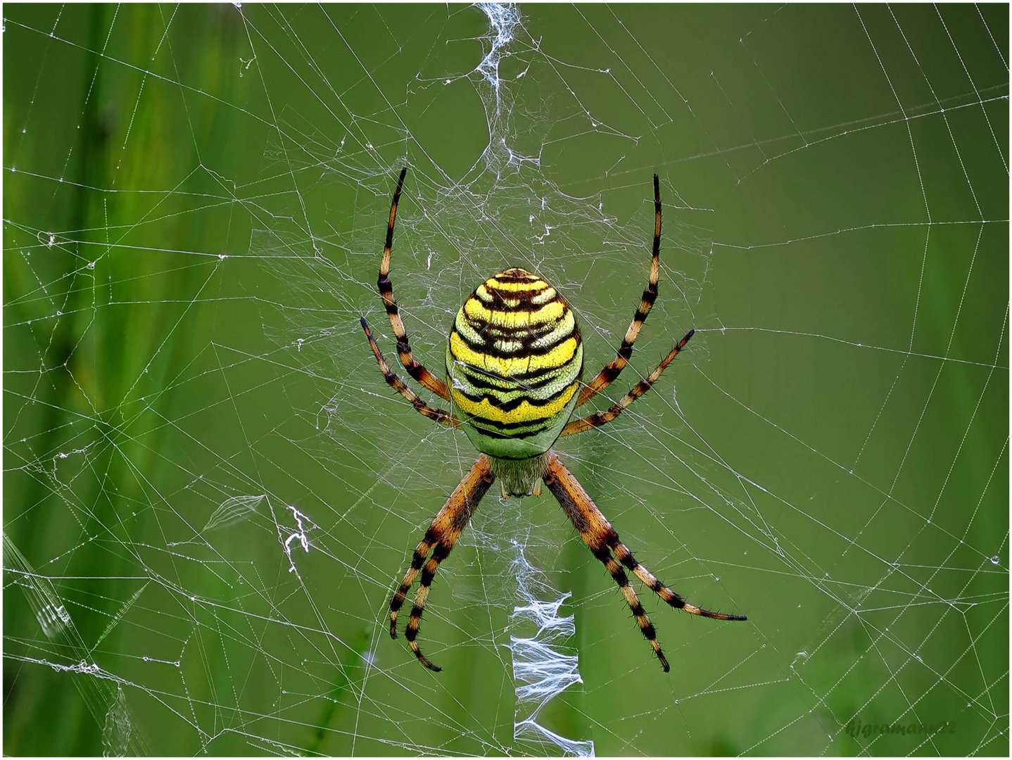 wespenspinne (argiope bruennichi) ...