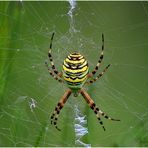 wespenspinne (argiope bruennichi) ...