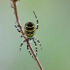 Wespenspinne (Argiope bruennichi)