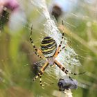 Wespenspinne (Argiope bruennichi)