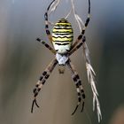 Wespenspinne ( Argiope bruennichi )