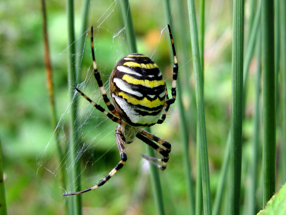 Wespenspinne (Argiope bruennichi)