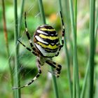 Wespenspinne (Argiope bruennichi)