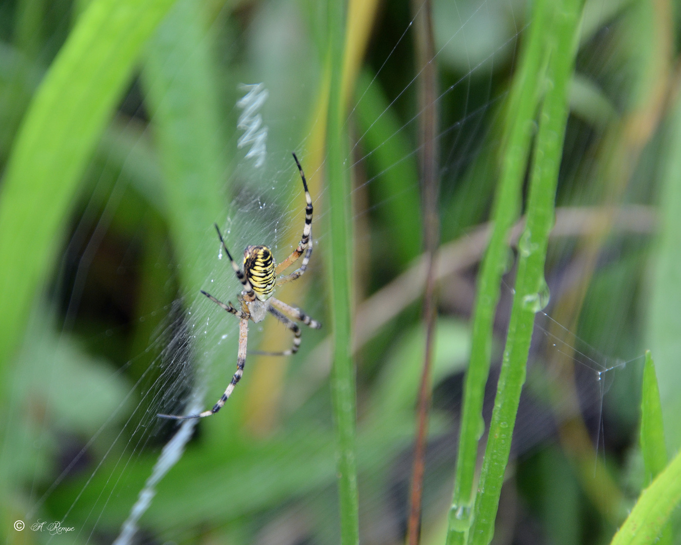 Wespenspinne (Argiope bruennichi)