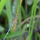 Wespenspinne (Argiope bruennichi)