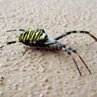 Wespenspinne (Argiope bruennichi)