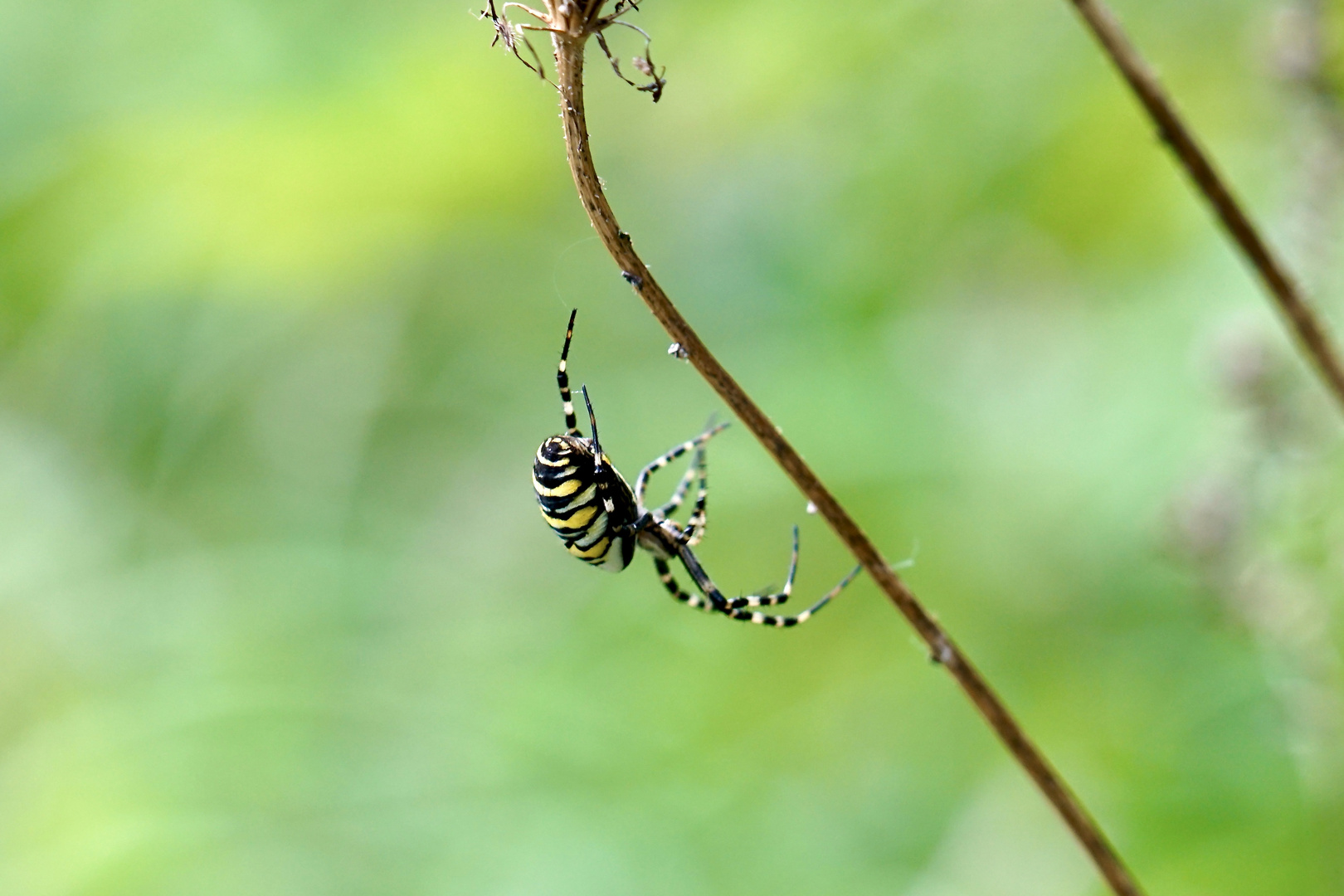 Wespenspinne (Argiope bruennichi)