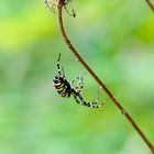 Wespenspinne (Argiope bruennichi)