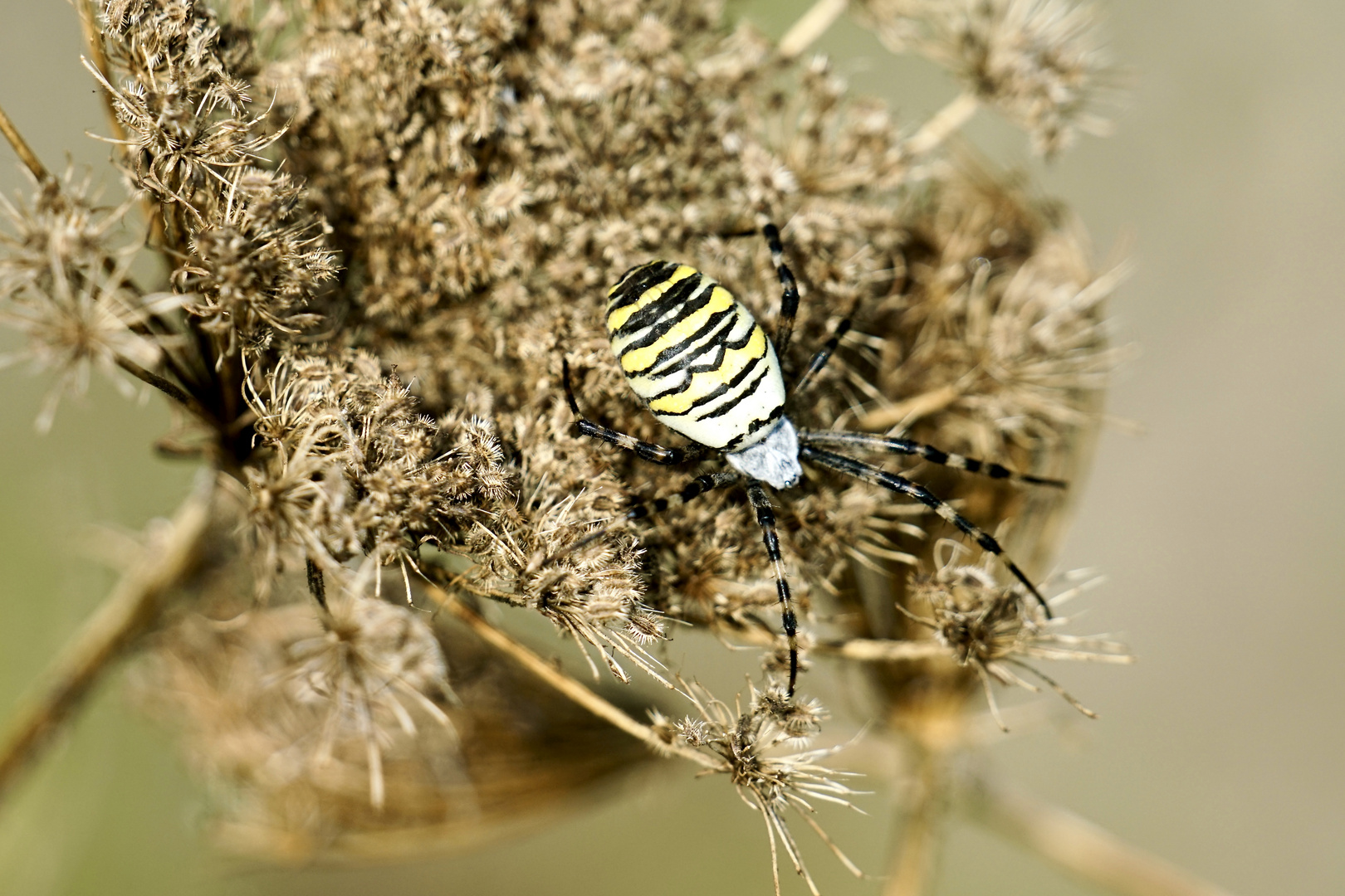 Wespenspinne (Argiope bruennichi)