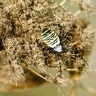 Wespenspinne (Argiope bruennichi)