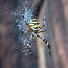 Wespenspinne (Argiope bruennichi) 