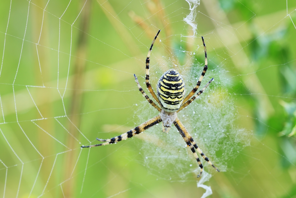 Wespenspinne (Argiope bruennichi)