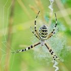 Wespenspinne (Argiope bruennichi)