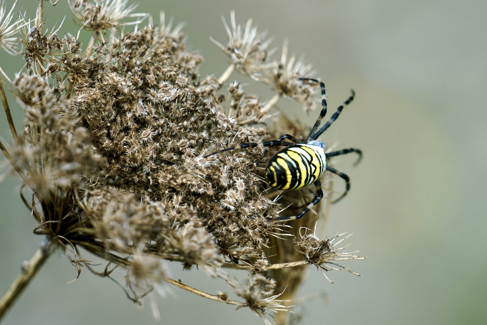 Wespenspinne (Argiope bruennichi)