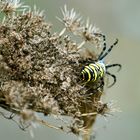 Wespenspinne (Argiope bruennichi)