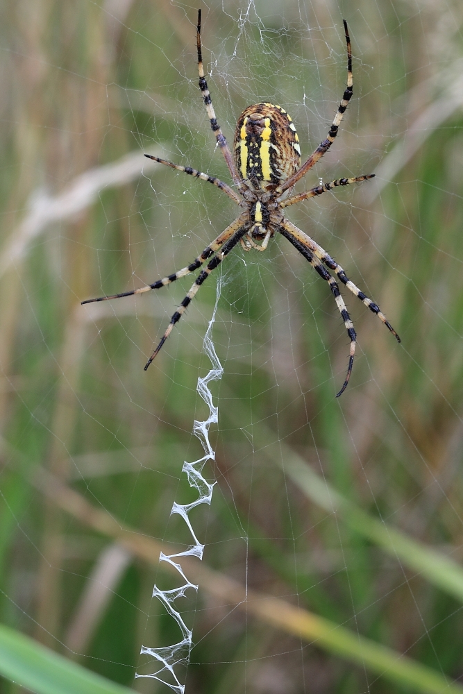 Wespenspinne  (Argiope bruennichi)