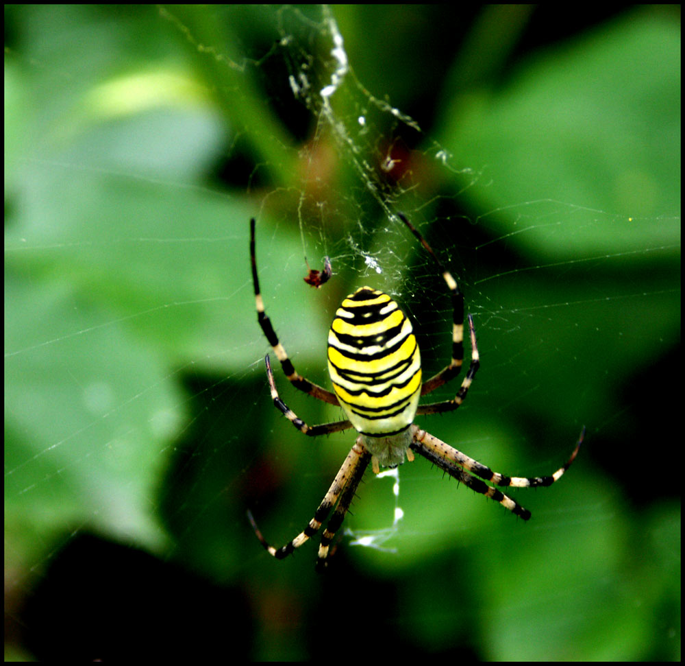 Wespenspinne (argiope bruennichi)