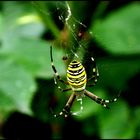 Wespenspinne (argiope bruennichi)