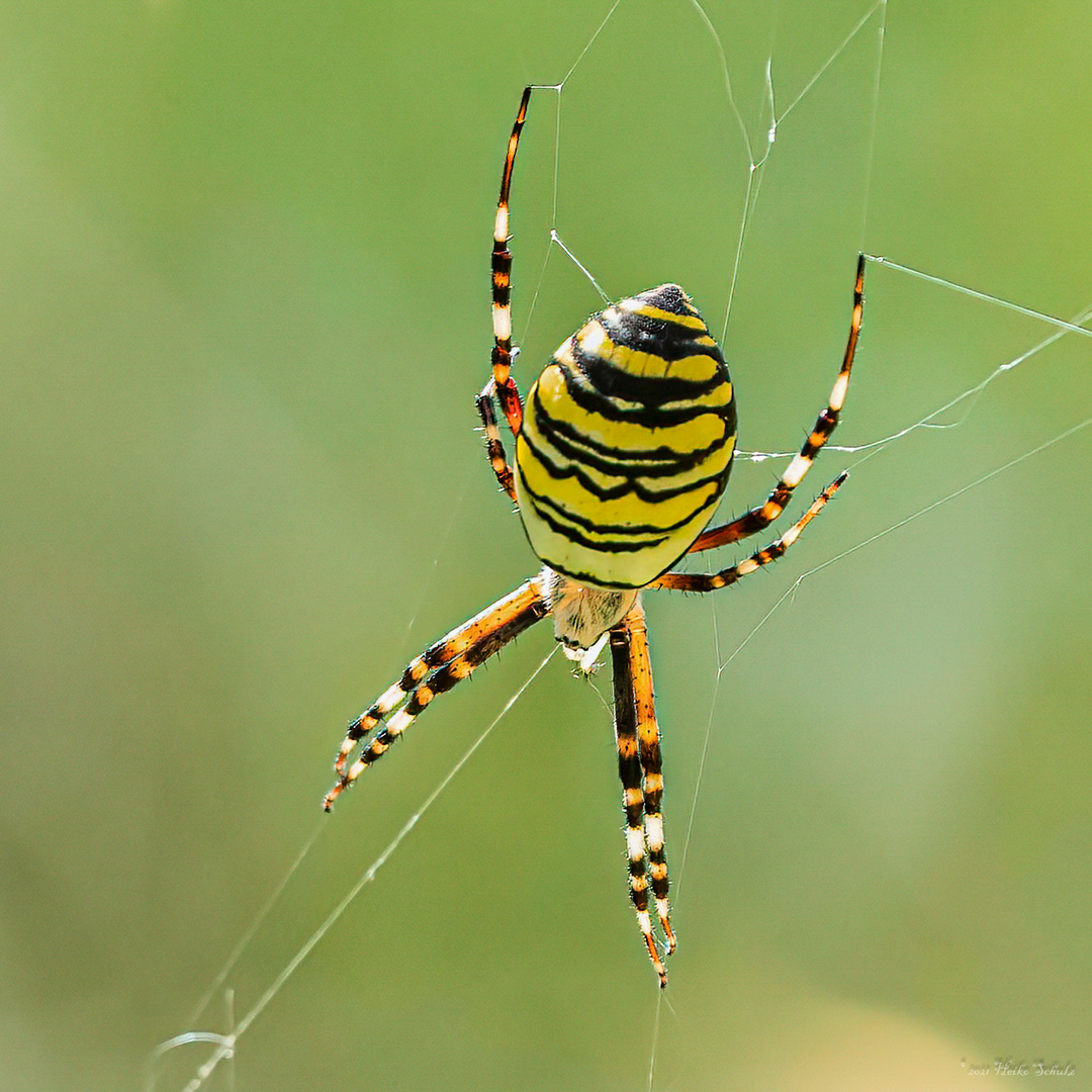 Wespenspinne - Argiope bruennichi -