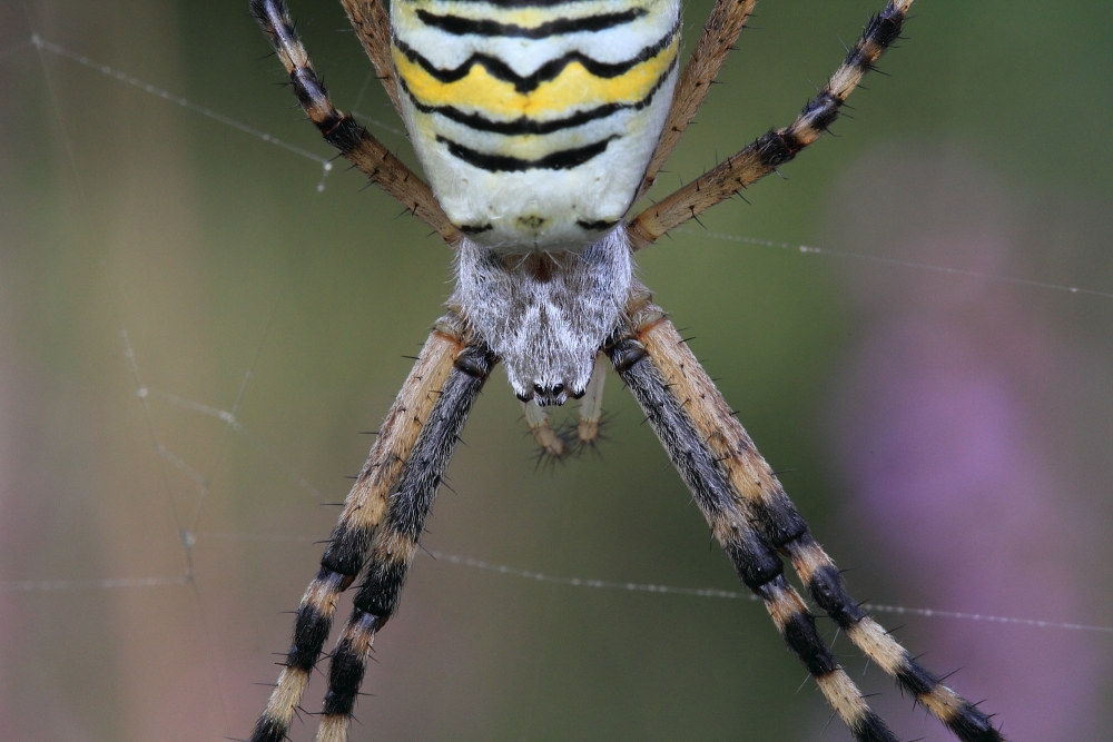 Wespenspinne  (Argiope bruennichi)