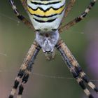 Wespenspinne  (Argiope bruennichi)