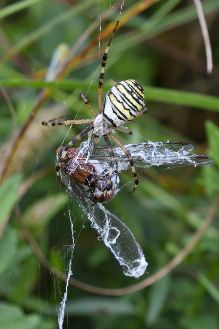 Wespenspinne (Argiope bruennichi)