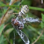 Wespenspinne (Argiope bruennichi)