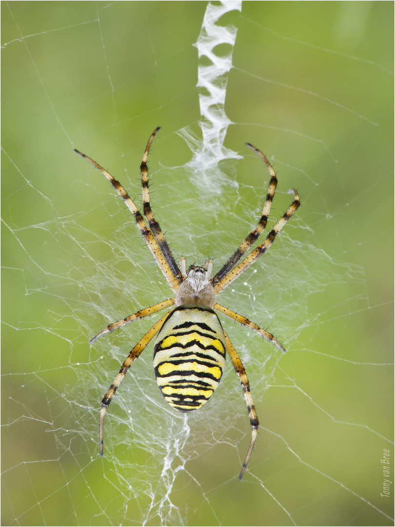 Wespenspinne (Argiope bruennichi)