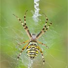 Wespenspinne (Argiope bruennichi)