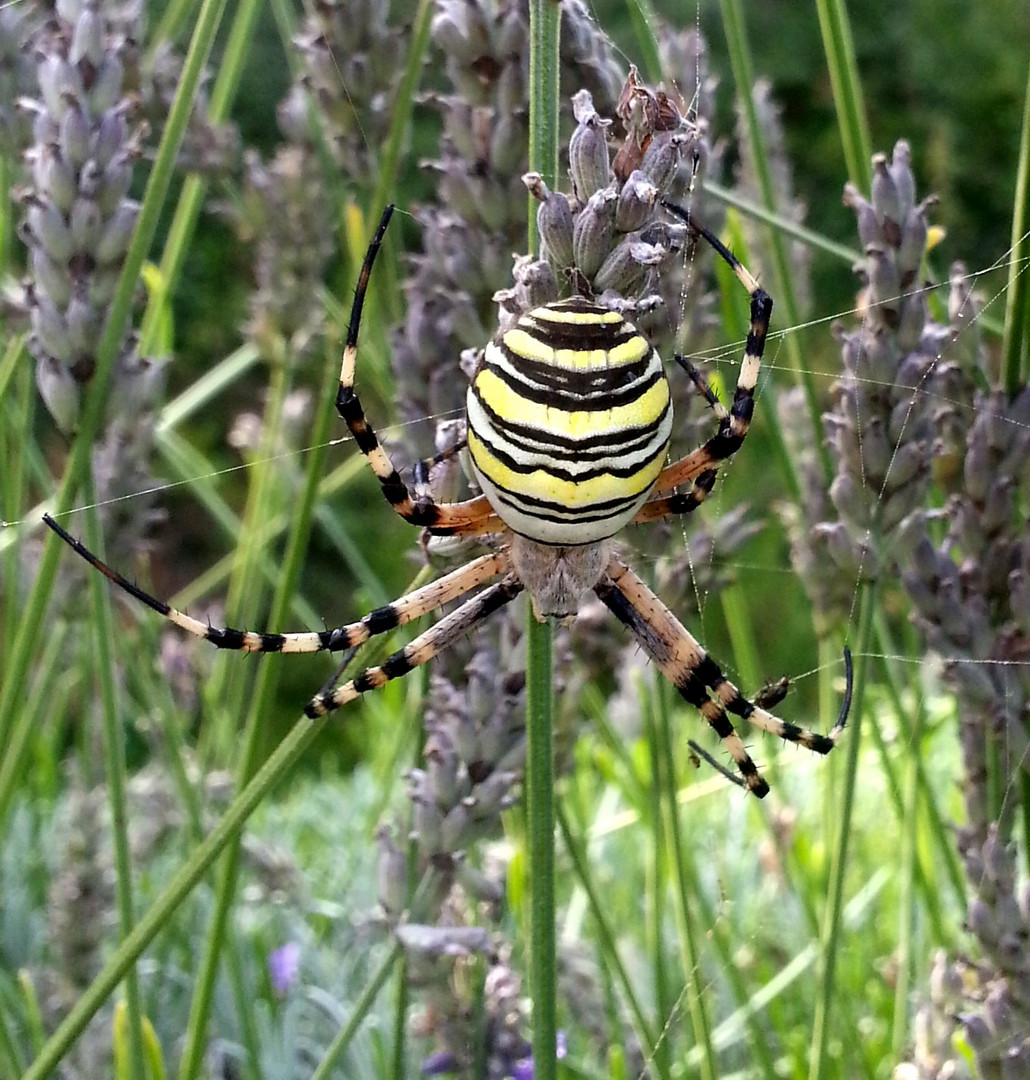 Wespenspinne (Argiope bruennichi)