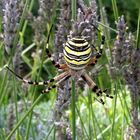 Wespenspinne (Argiope bruennichi)