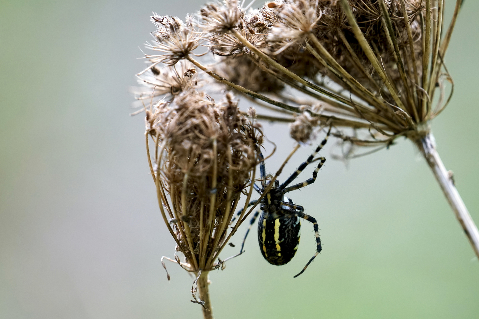 Wespenspinne (Argiope bruennichi)