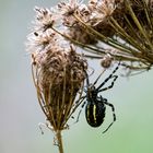 Wespenspinne (Argiope bruennichi)