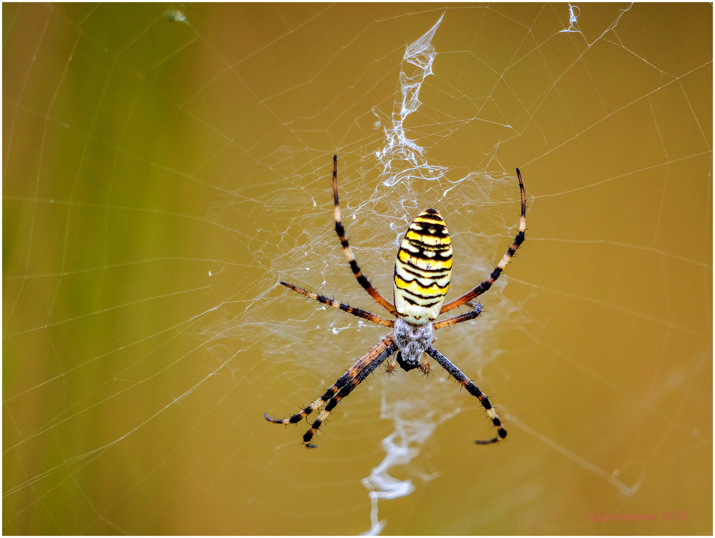 wespenspinne (argiope bruennichi) I ......