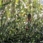 wespenspinne (argiope bruennichi) II .....