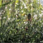 wespenspinne (argiope bruennichi) II .....