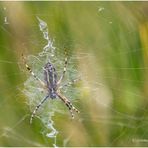 wespenspinne (argiope bruennichi) II .......