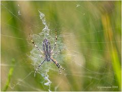 wespenspinne (argiope bruennichi) II .......