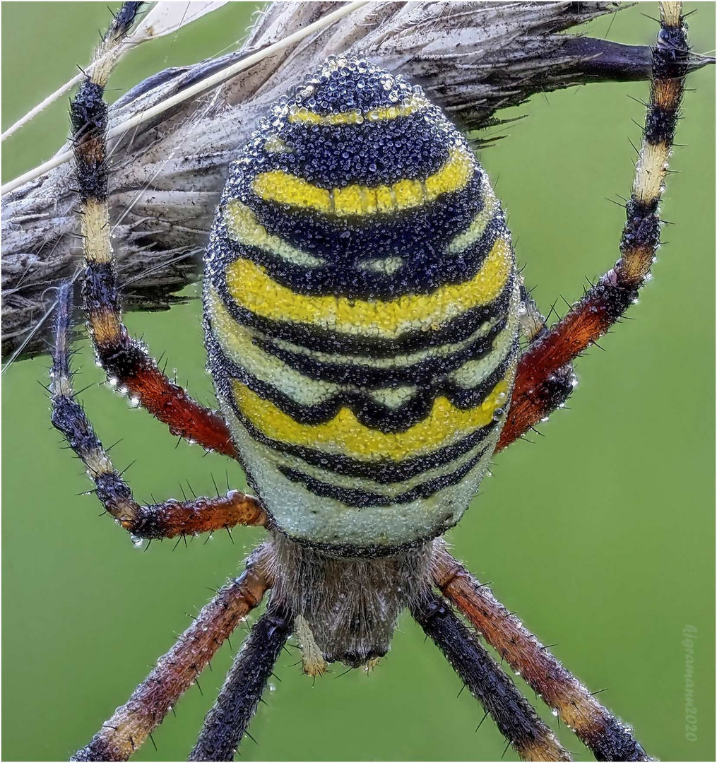 wespenspinne (argiope bruennichi) II ....