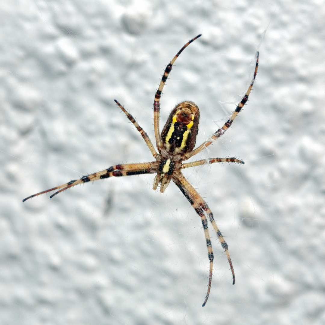 Wespenspinne (Argiope bruennichi) (II)